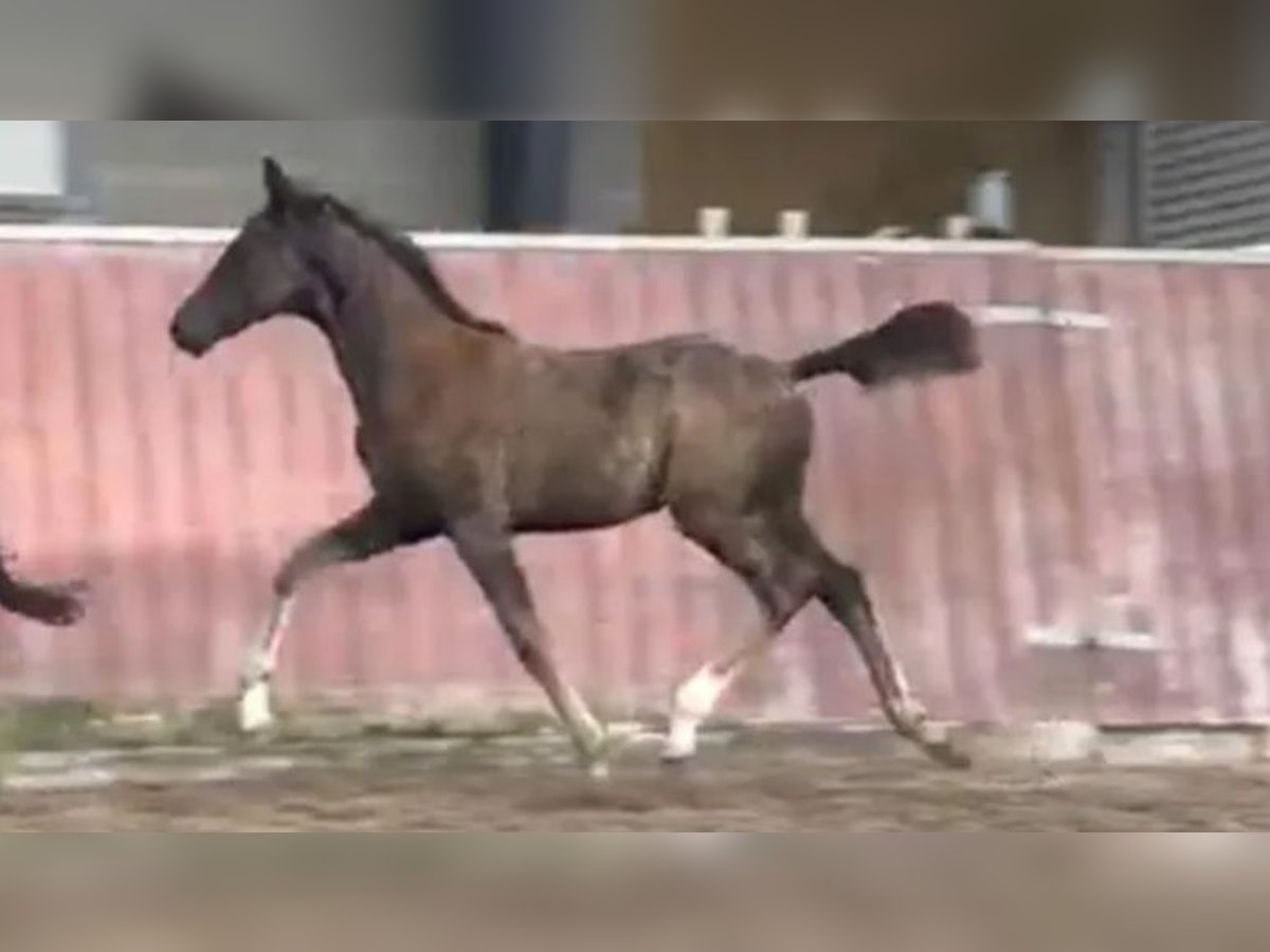 Warmblood danés Yegua Potro (01/2025) 172 cm Castaño claro in Holsted
