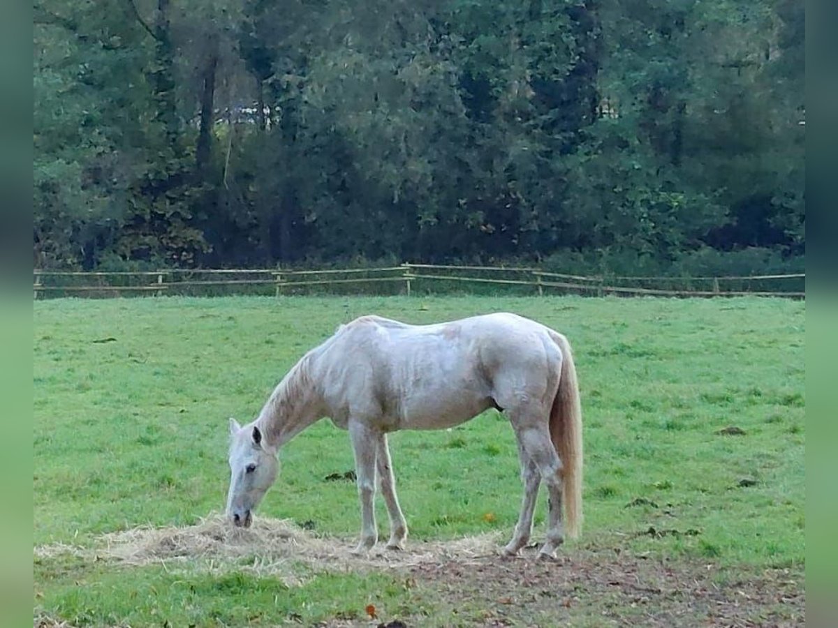 Warmblood de Hesse Caballo castrado 19 años 163 cm Tordo in Seeheim-Jugenheim