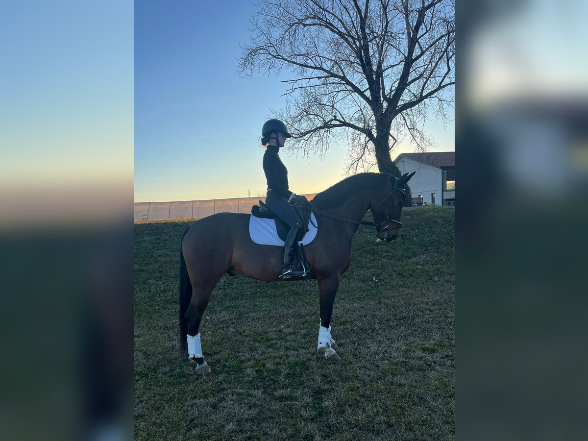 Warmblood de Sajonia Caballo castrado 6 años 166 cm Castaño in Breganze