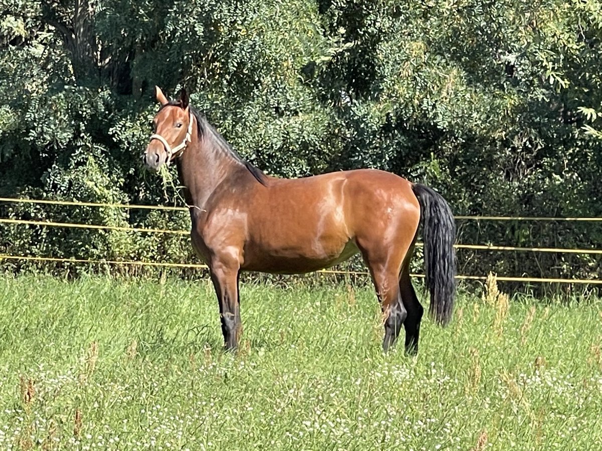 Warmblood de Sajonia Yegua 2 años 161 cm Castaño in Coswig