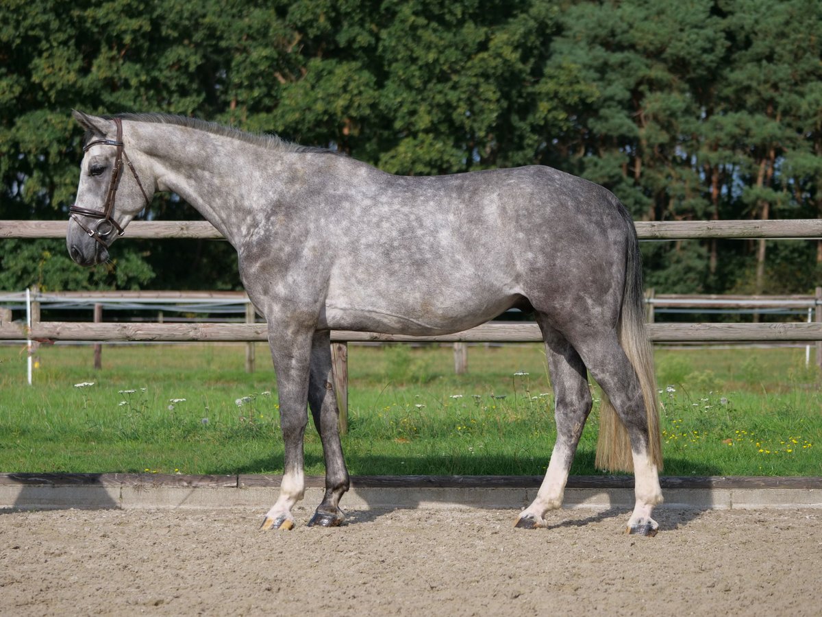 Warmblood de Thuringia Caballo castrado 4 años 170 cm Tordo rodado in Dohren