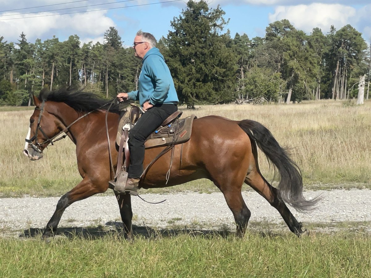 Warmblood eslovaco Caballo castrado 14 años 165 cm Castaño in Fuchstal