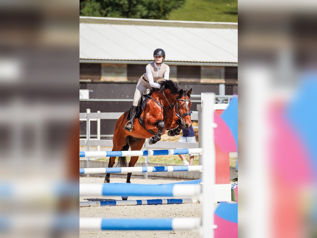 Warmblood eslovaco Caballo castrado 17 años 163 cm Castaño in Rajec, Slovakia