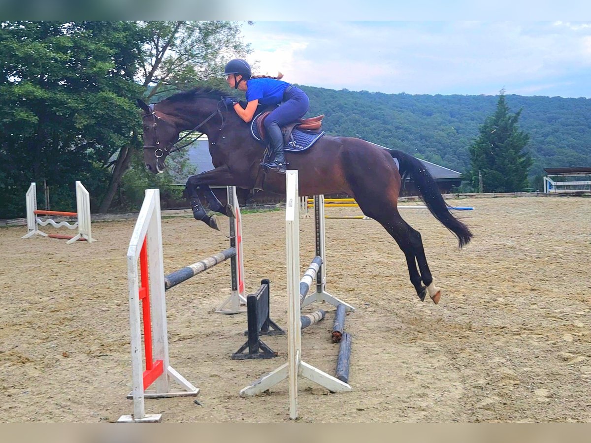 Warmblood eslovaco Caballo castrado 5 años 176 cm Castaño oscuro in Bratislava