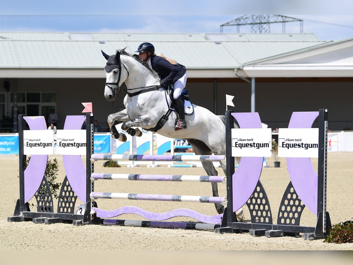 Warmblood eslovaco Caballo castrado 6 años Tordo in Schiedlberg
