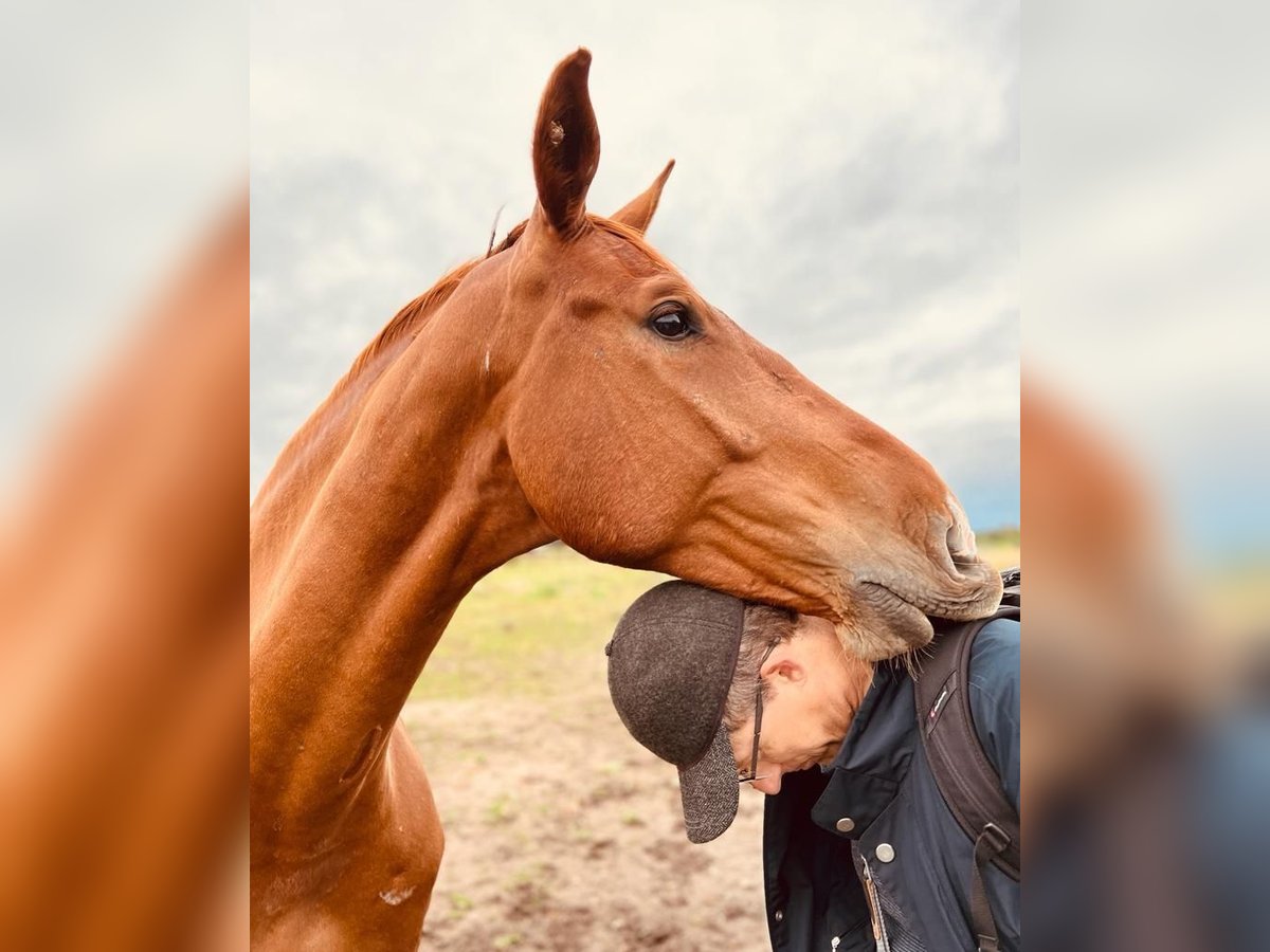 Warmblood eslovaco Caballo castrado 7 años in Přibice