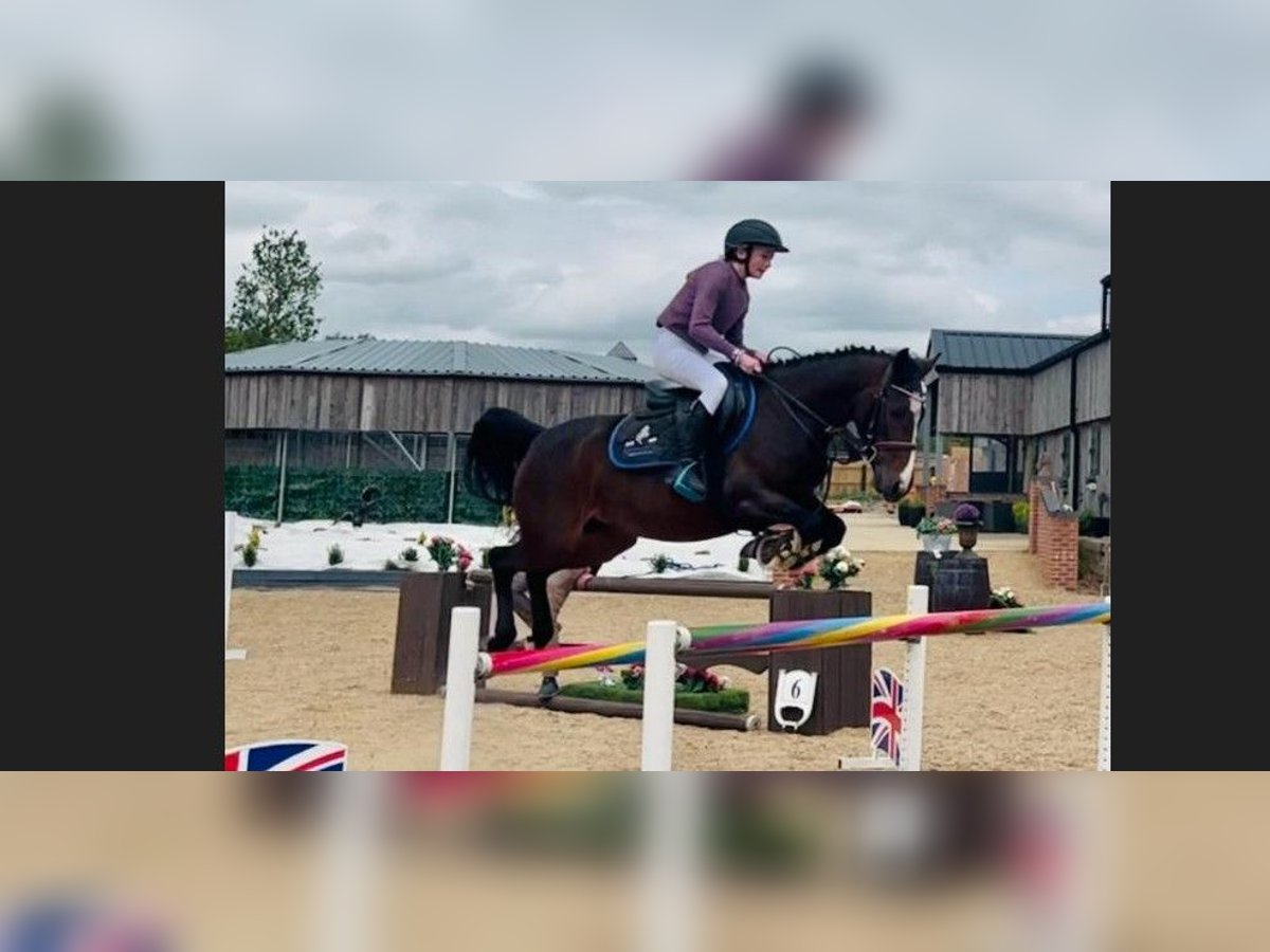 Warmblood eslovaco Yegua 4 años 146 cm Castaño oscuro in GROTE-BROGEL