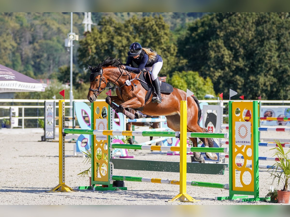 Warmblood eslovaco Yegua 6 años 165 cm Castaño rojizo in V&#xED;g&#x13E;a&#x161;