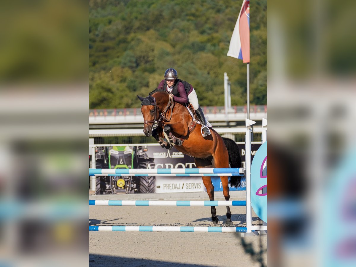 Warmblood eslovaco Yegua 6 años 166 cm Castaño rojizo in Presov