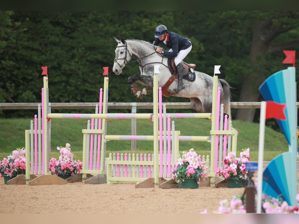 Warmblood eslovaco Yegua 8 años Tordo in Lower Sparr Farm Wisborough Green, Billingshurst