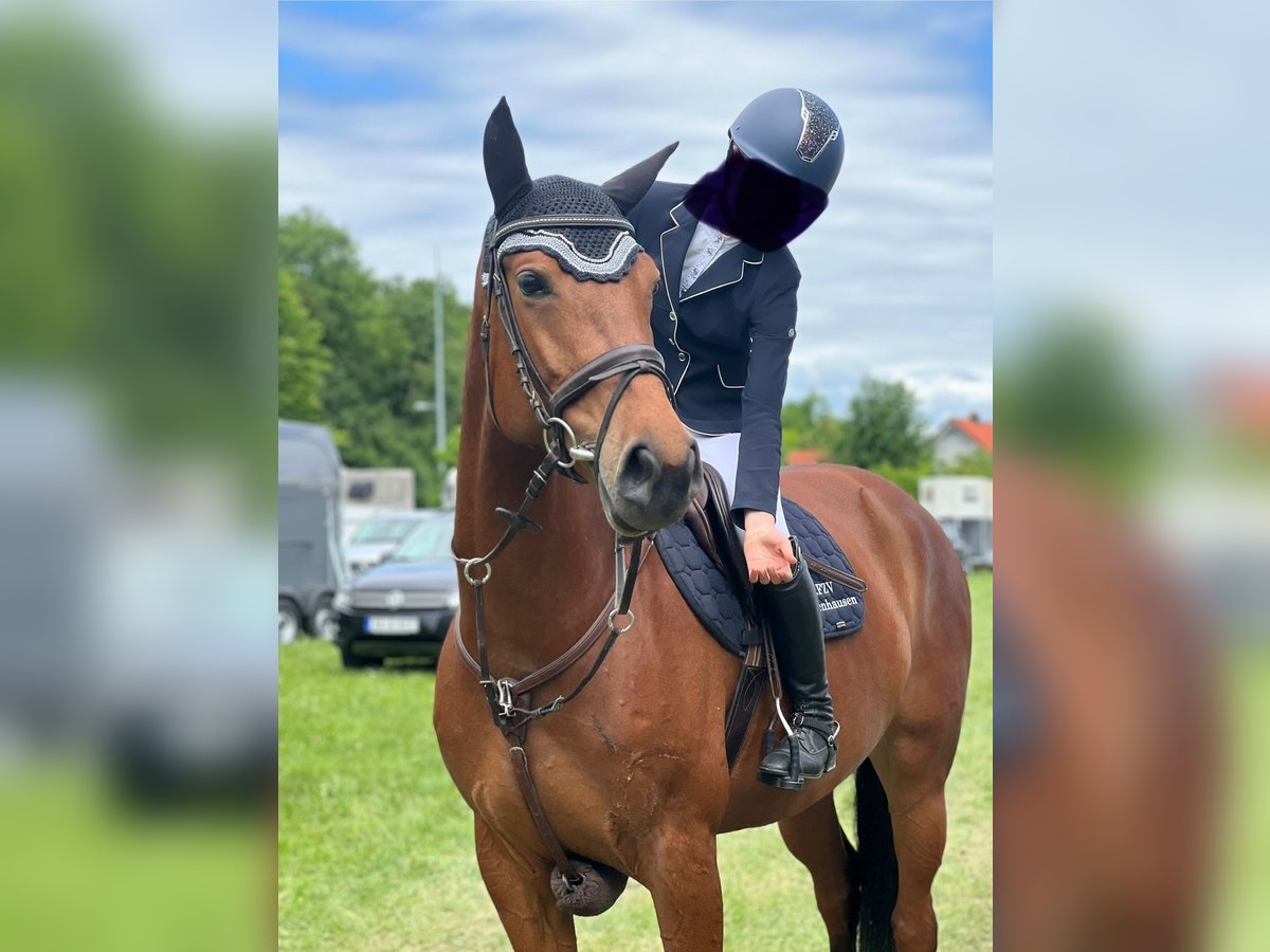 Warmblood eslovaco Yegua 9 años 168 cm Castaño in Babenhausen