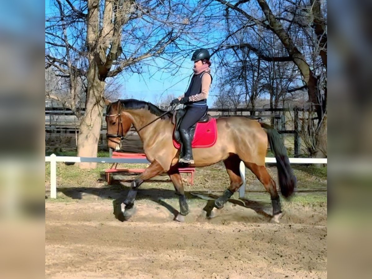 Warmblood eslovaco Yegua 9 años 175 cm Castaño rojizo in Budapest