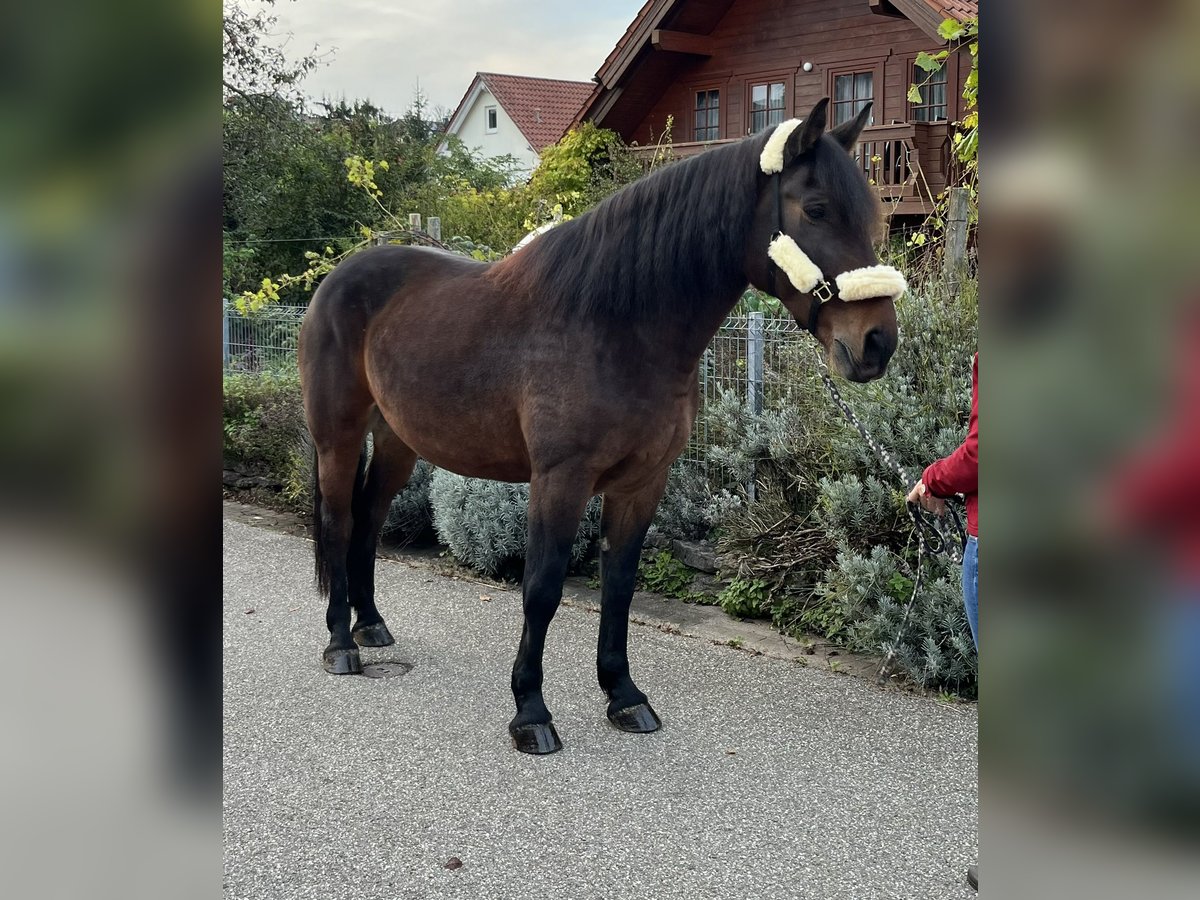 Warmblood pesado Mestizo Caballo castrado 12 años 167 cm Castaño oscuro in Bretten