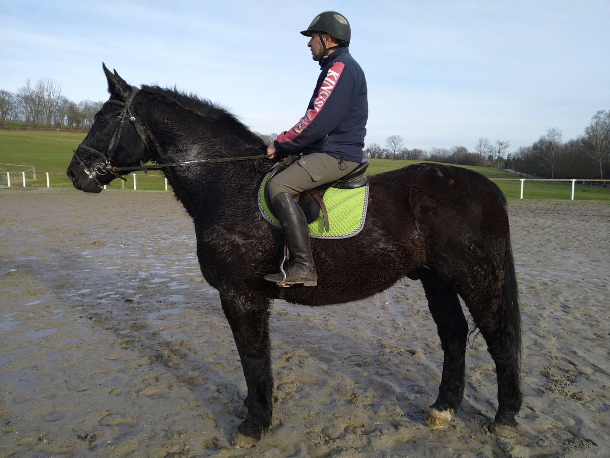 Warmblood pesado Caballo castrado 12 años 175 cm Negro in Kamenz