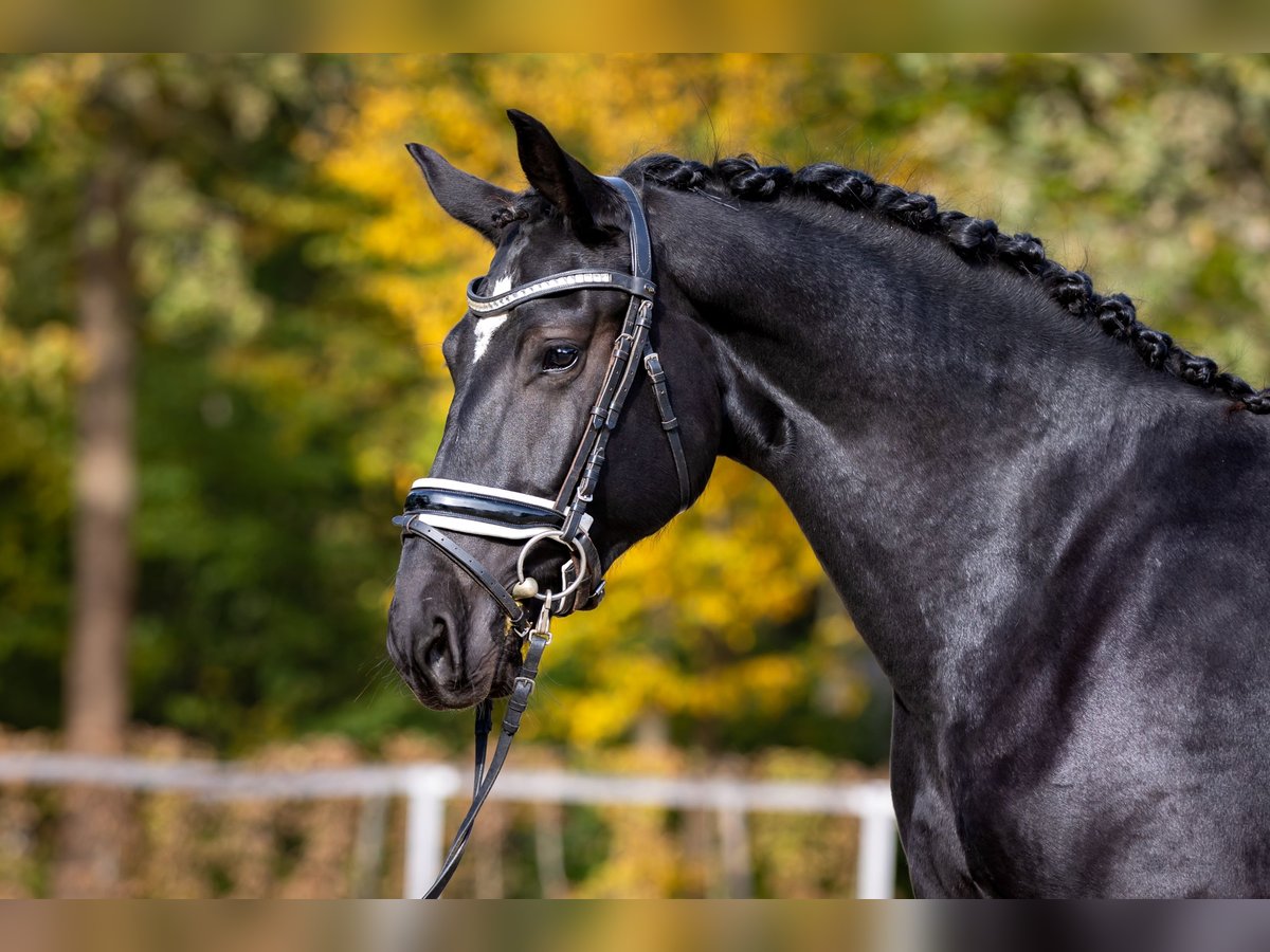 Warmblood pesado Caballo castrado 2 años 163 cm Negro in Döbeln