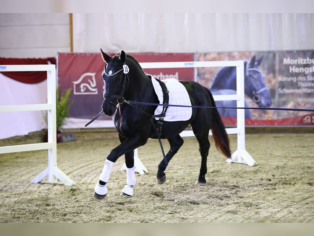 Warmblood pesado Caballo castrado 2 años 164 cm Negro in Noschkowitz