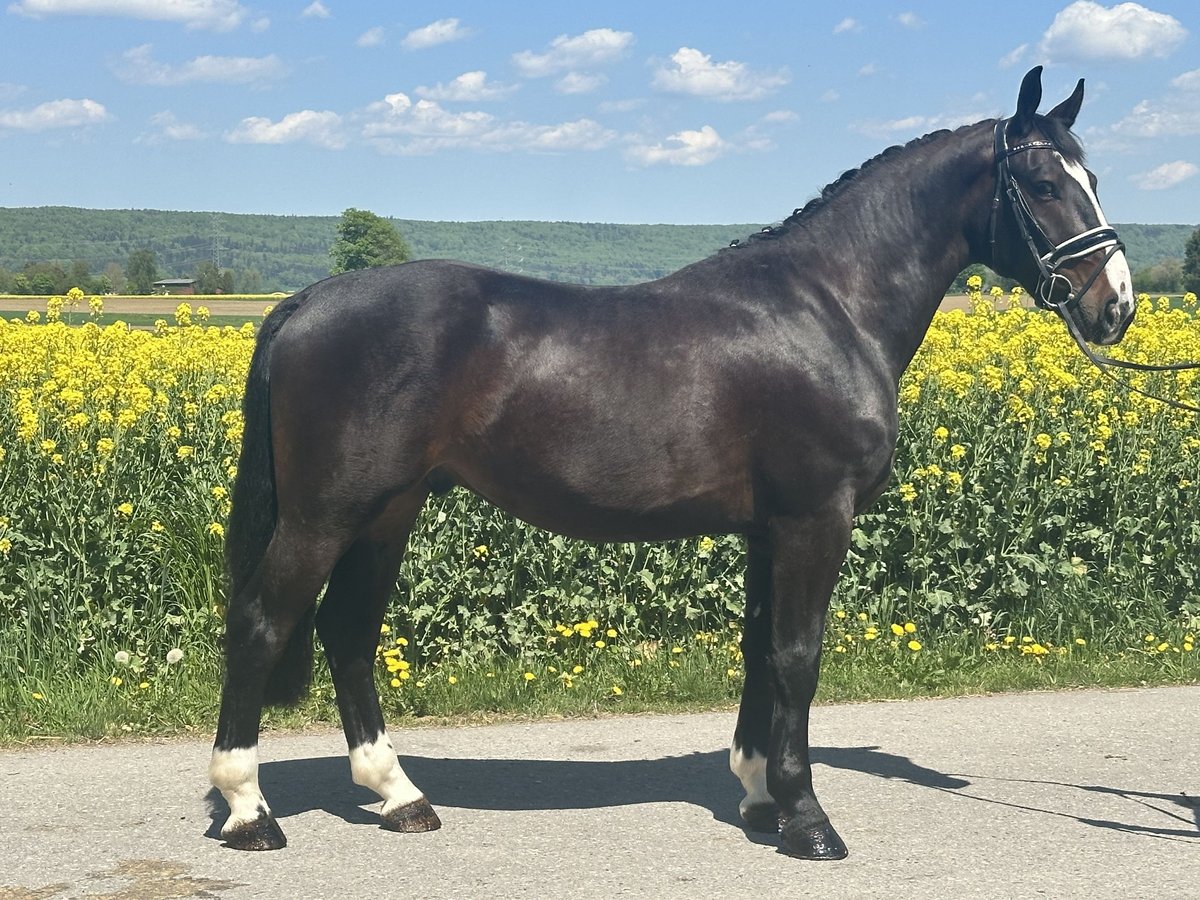 Warmblood pesado Caballo castrado 3 años 160 cm Castaño oscuro in Riedlingen