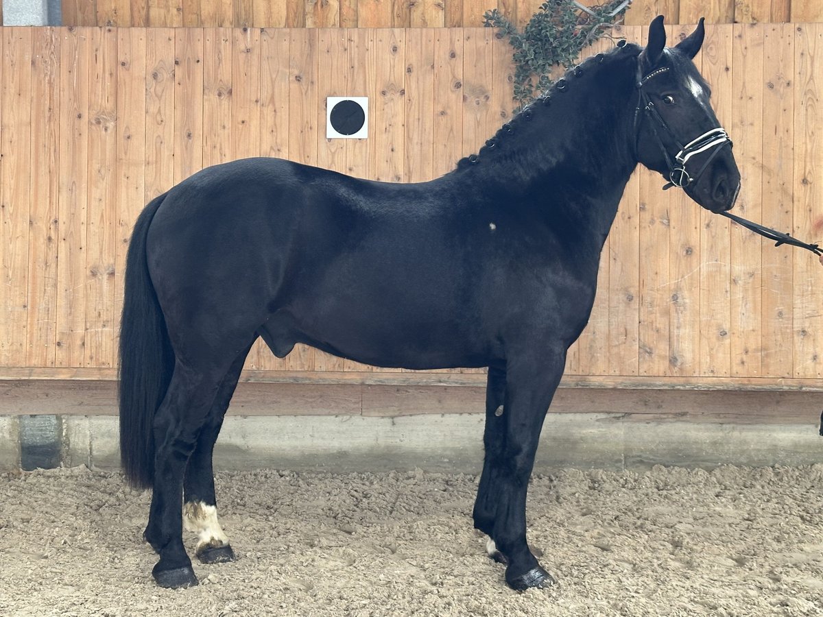 Warmblood pesado Mestizo Caballo castrado 3 años 160 cm Negro in Riedlingen