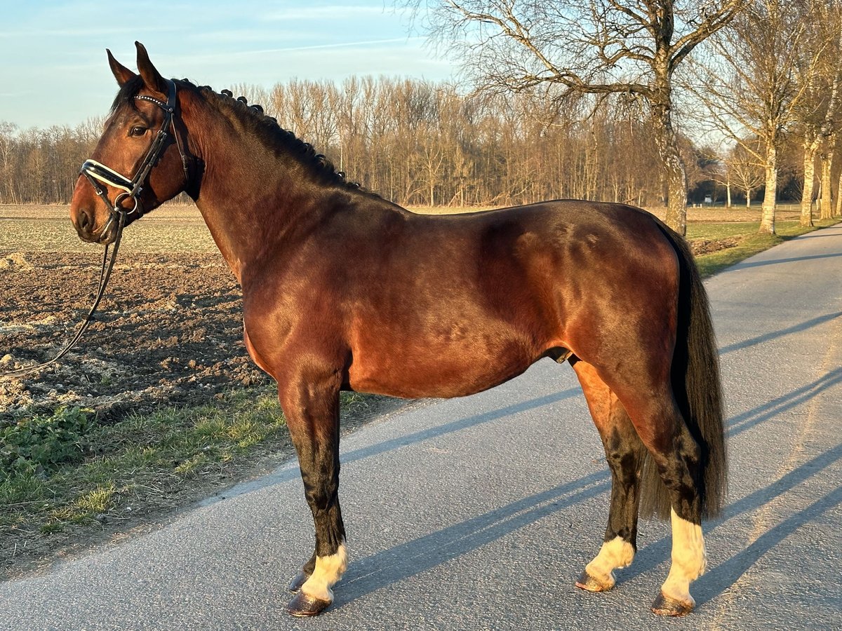 Warmblood pesado Caballo castrado 3 años 165 cm Castaño in Riedlingen