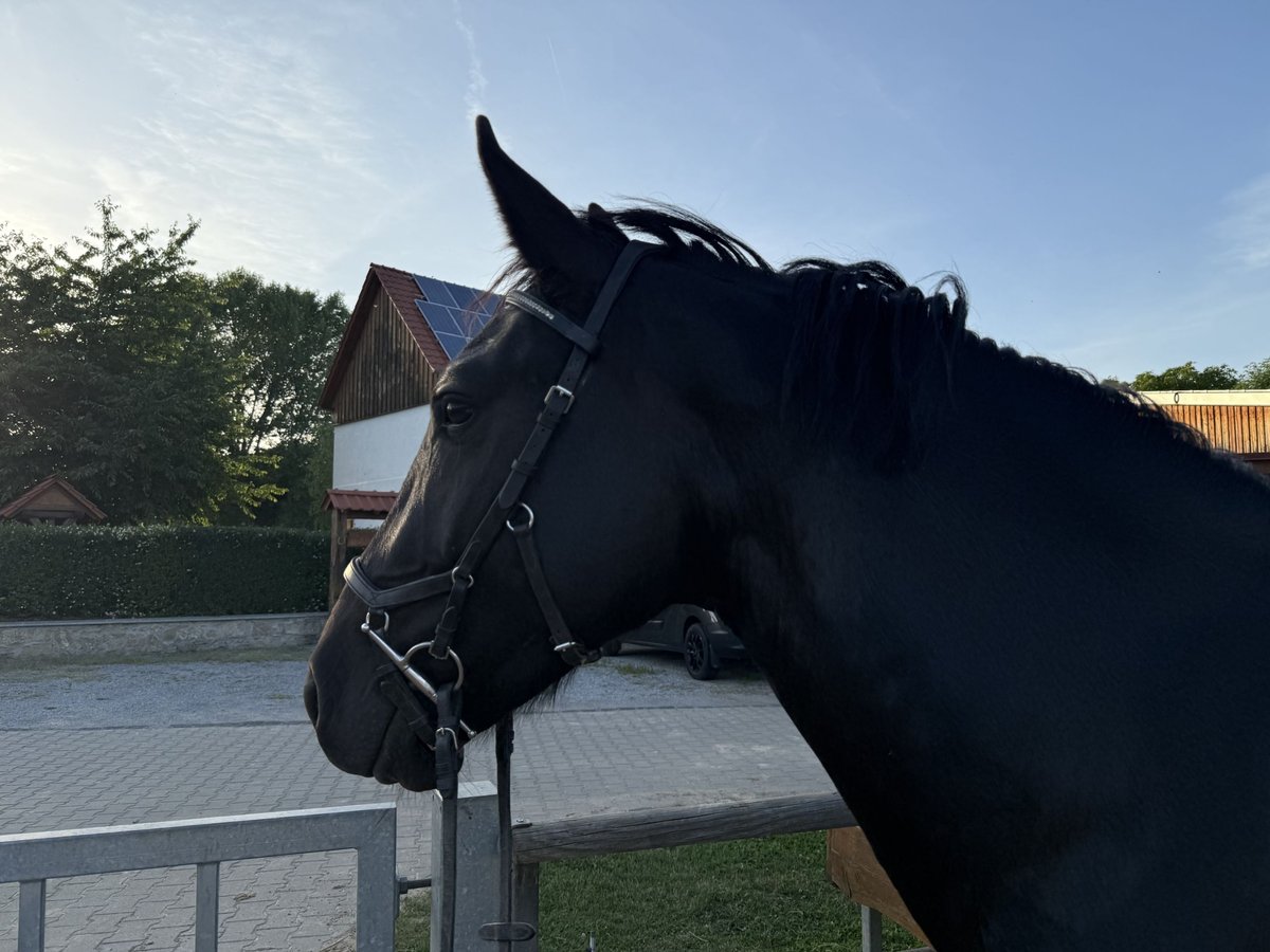 Warmblood pesado Caballo castrado 3 años 167 cm Negro in Gro&#xDF; Quenstedt
