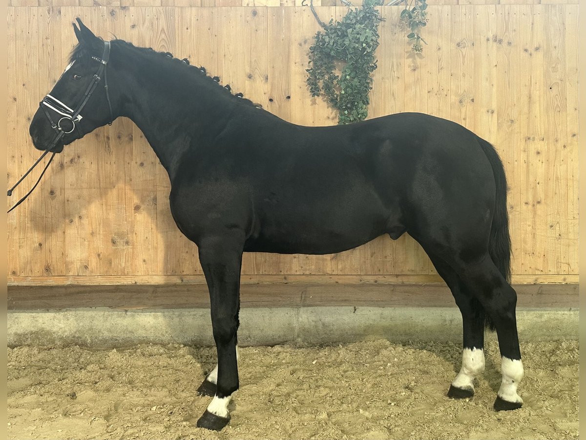 Warmblood pesado Caballo castrado 3 años 167 cm Negro in Riedlingen