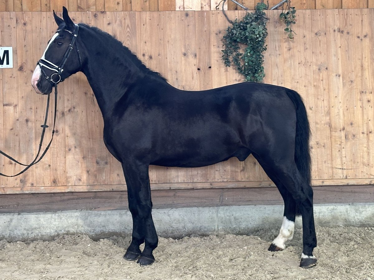 Warmblood pesado Caballo castrado 3 años 167 cm Negro in Riedlingen