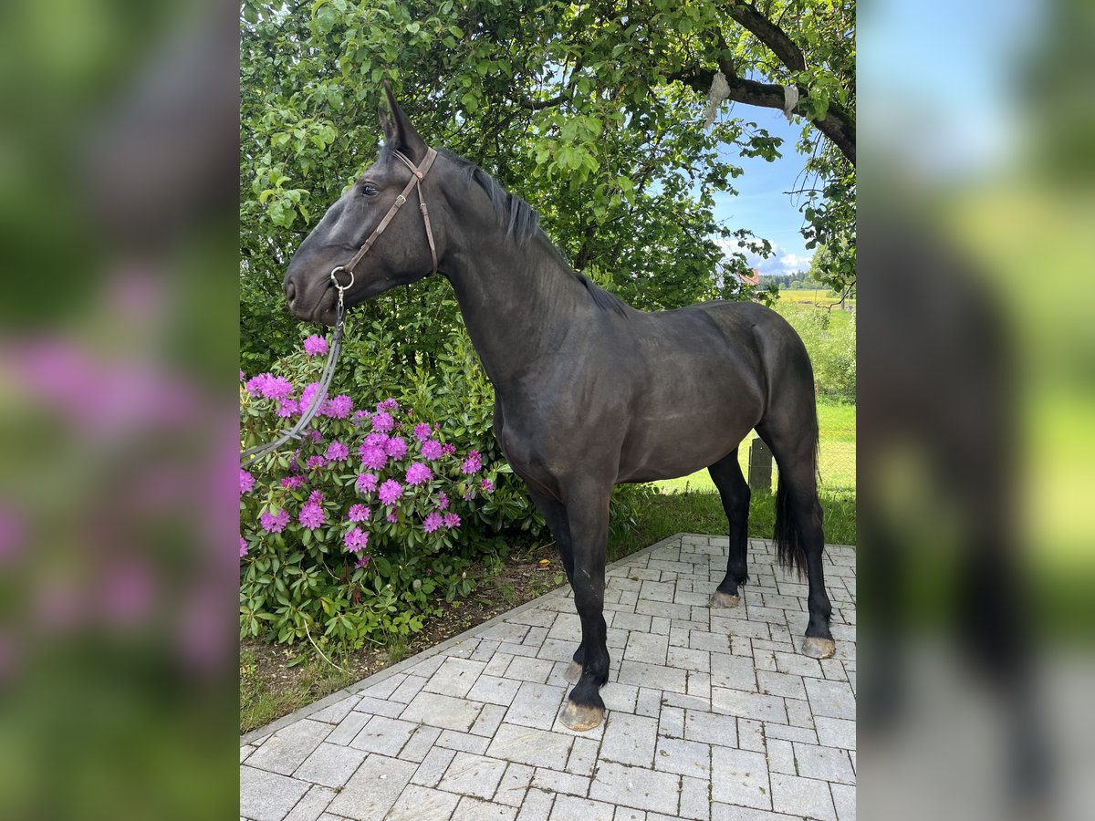 Warmblood pesado Caballo castrado 3 años 168 cm Negro in Sch&#xF6;neck/Vogtland