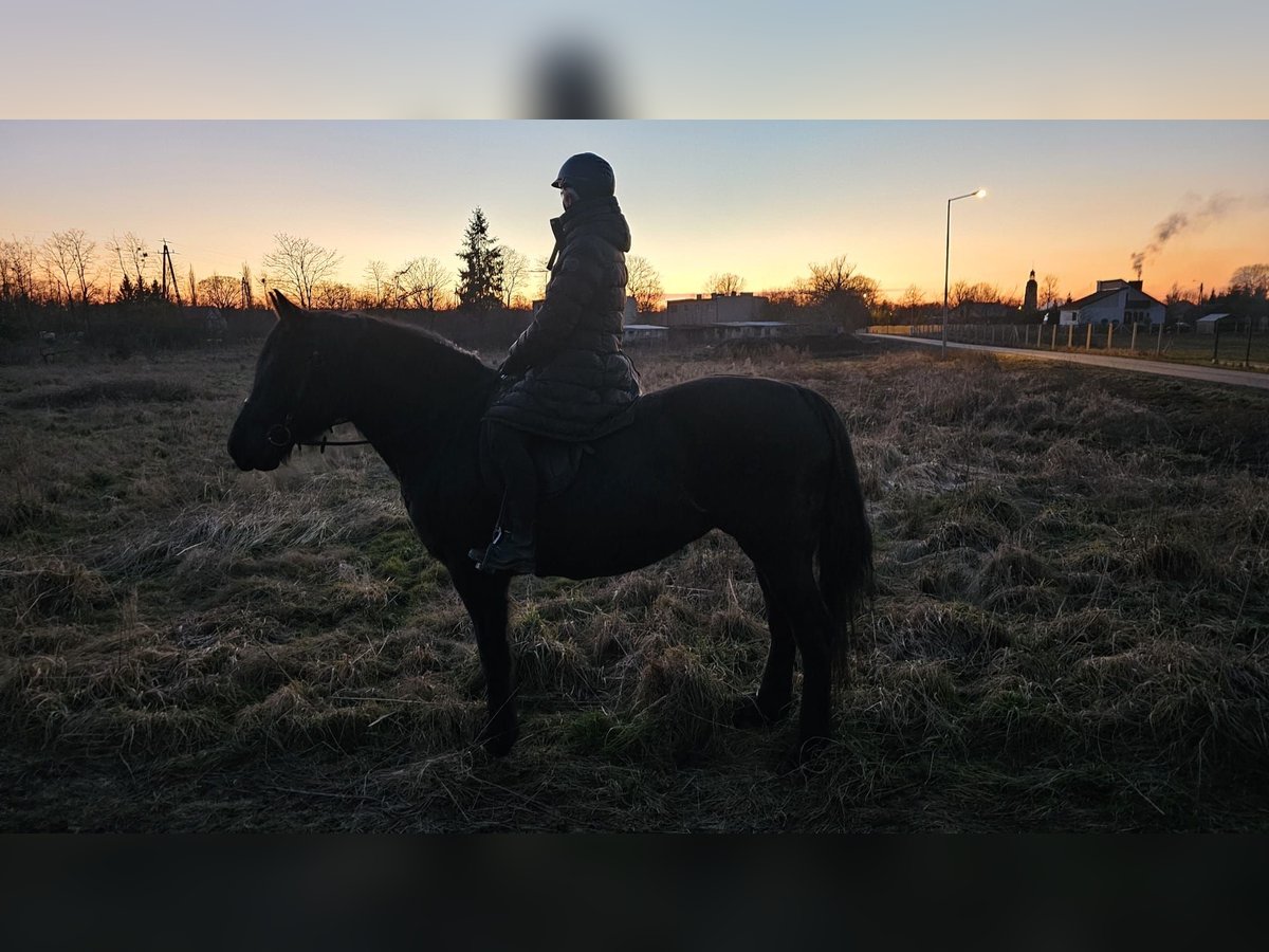 Warmblood pesado Caballo castrado 4 años 157 cm Negro in Bad Camberg