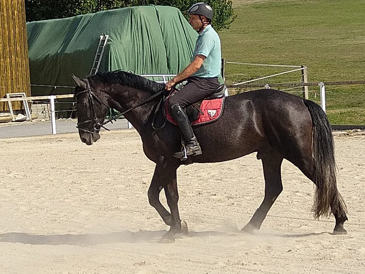 Warmblood pesado Caballo castrado 4 años 164 cm Tordillo negro in Kamenz