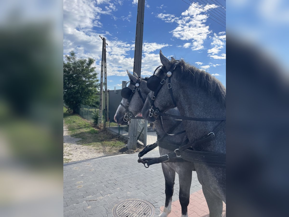 Warmblood pesado Caballo castrado 4 años 165 cm Tordo in Thießen