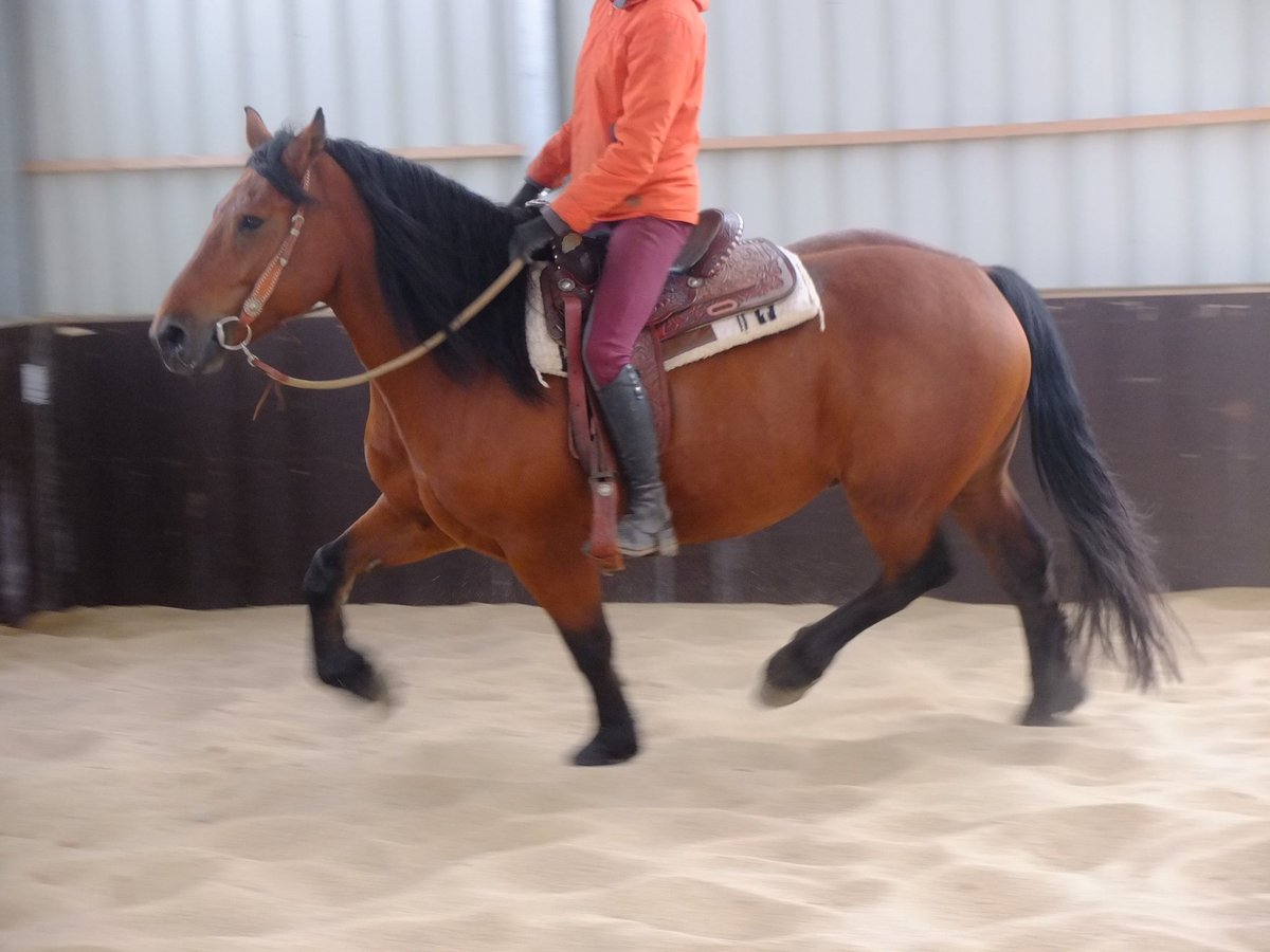 Warmblood pesado Mestizo Caballo castrado 5 años 155 cm Castaño claro in Buttstädt