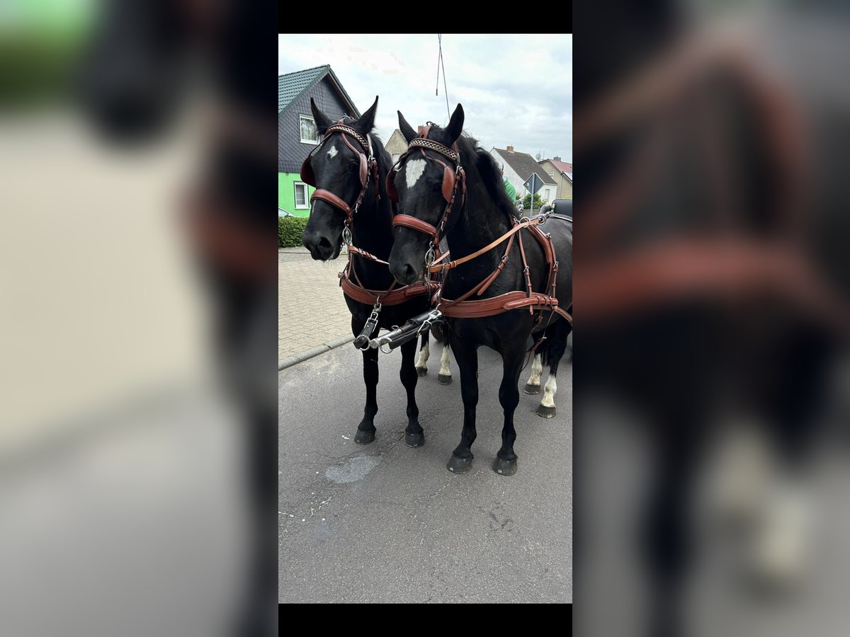 Warmblood pesado Caballo castrado 5 años 158 cm Negro in Thießen