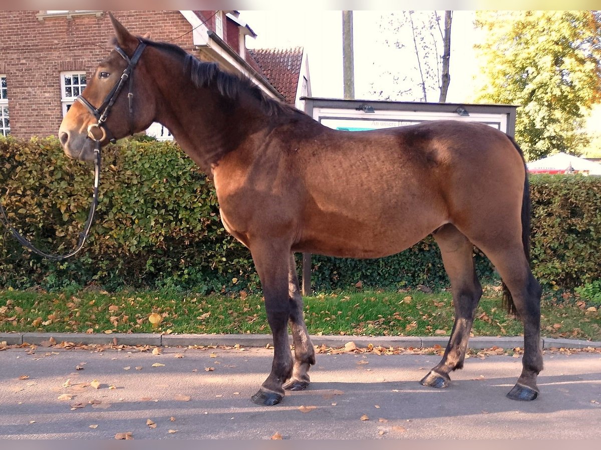 Warmblood pesado Caballo castrado 5 años 165 cm Castaño in Eggerm&#xFC;hlen