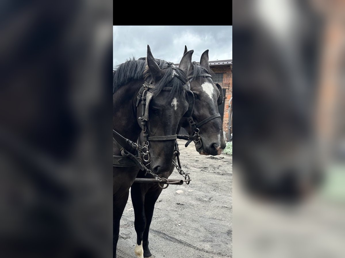 Warmblood pesado Caballo castrado 5 años 170 cm Negro in Thießen