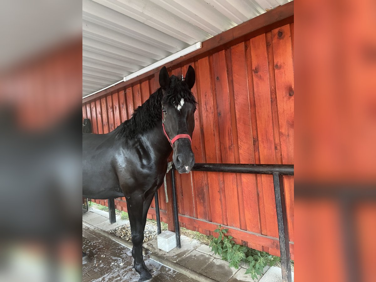 Warmblood pesado Mestizo Caballo castrado 6 años 164 cm Negro in Sennewitz
