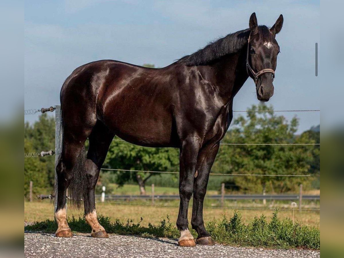 Warmblood pesado Caballo castrado 6 años 165 cm Negro in Weilersbach