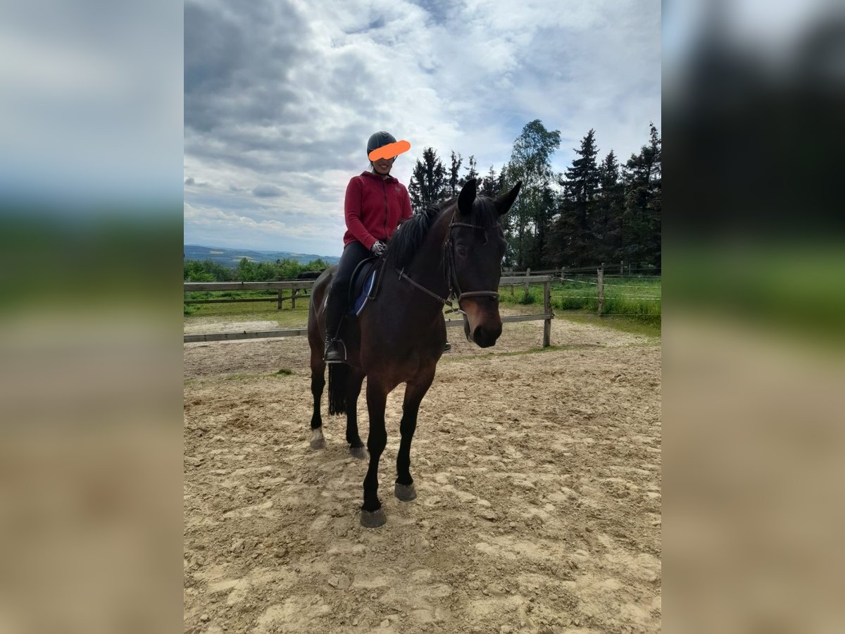 Warmblood pesado Caballo castrado 7 años 165 cm Castaño in Zwickau