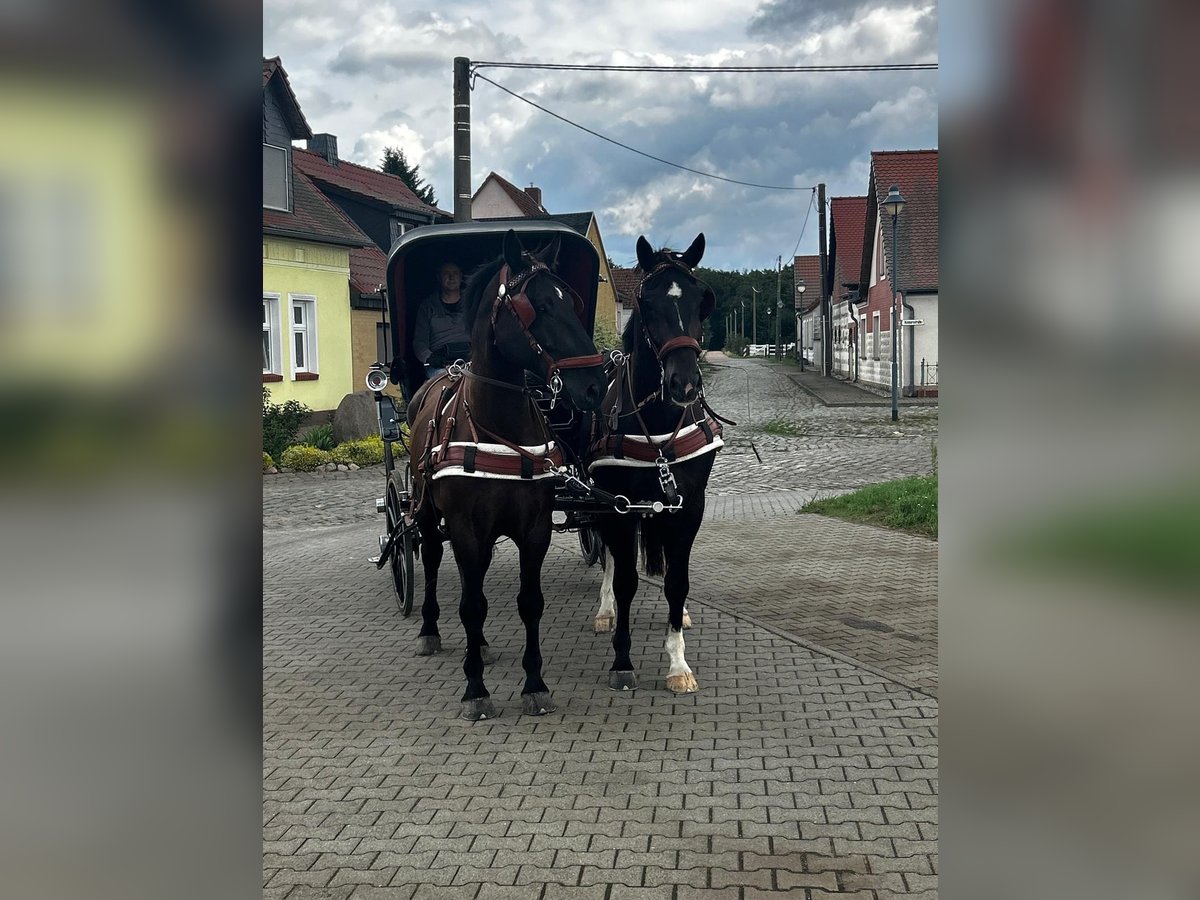 Warmblood pesado Caballo castrado 7 años 170 cm Morcillo in Thie&#xDF;en