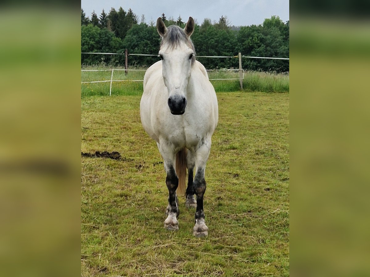 Warmblood pesado Caballo castrado 9 años 160 cm Tordo in Hillesheim