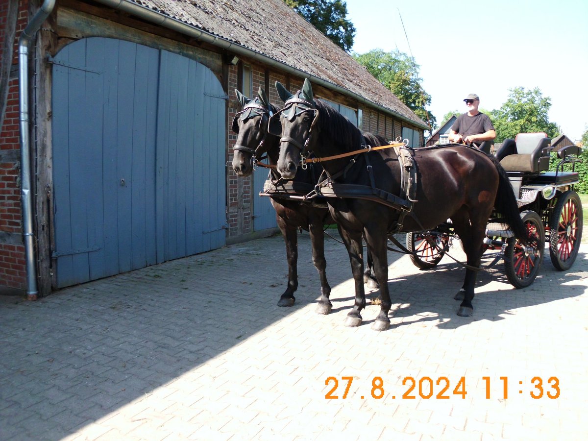 Warmblood pesado Caballo castrado 9 años 168 cm Negro in Wustrow-Teplingen