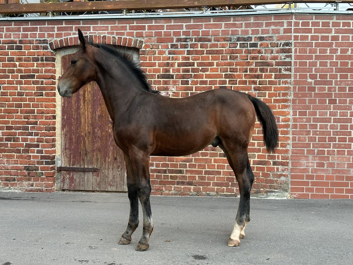 Warmblood pesado Semental 1 año Castaño in Steinpleis