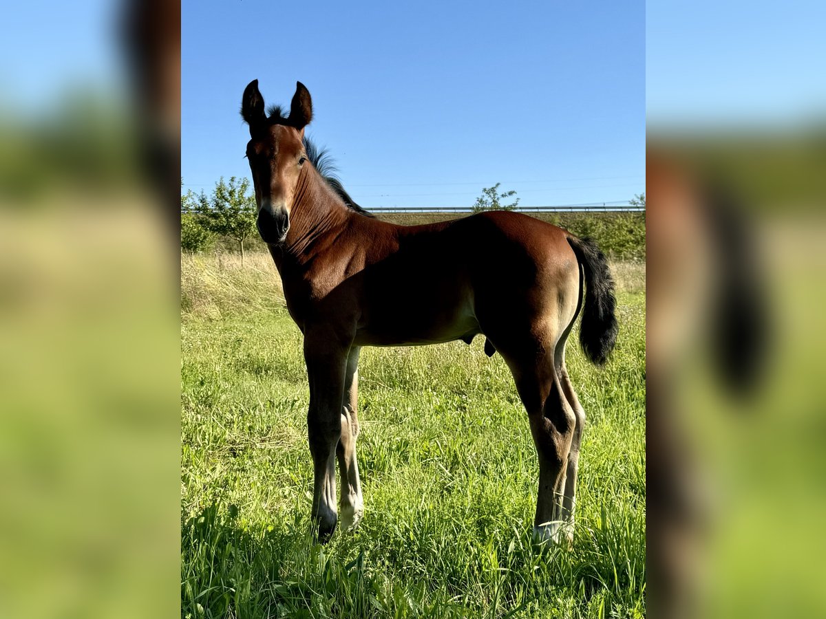 Warmblood pesado Semental 1 año Castaño in Gotha