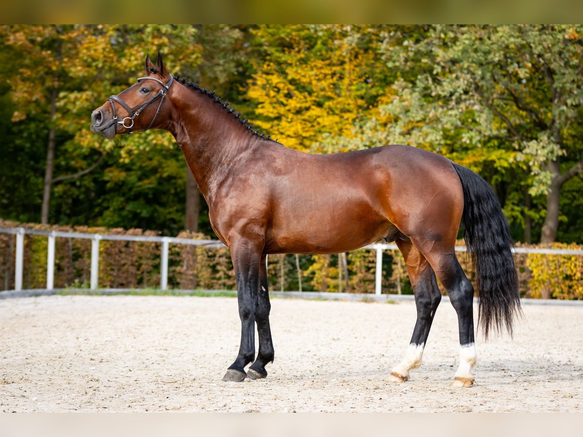 Warmblood pesado Semental 2 años Castaño in Moritzburg