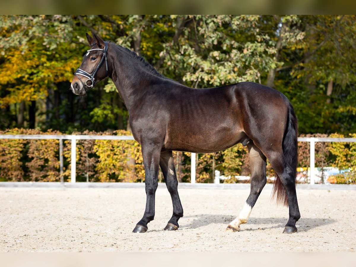 Warmblood pesado Semental 2 años Morcillo in Moritzburg