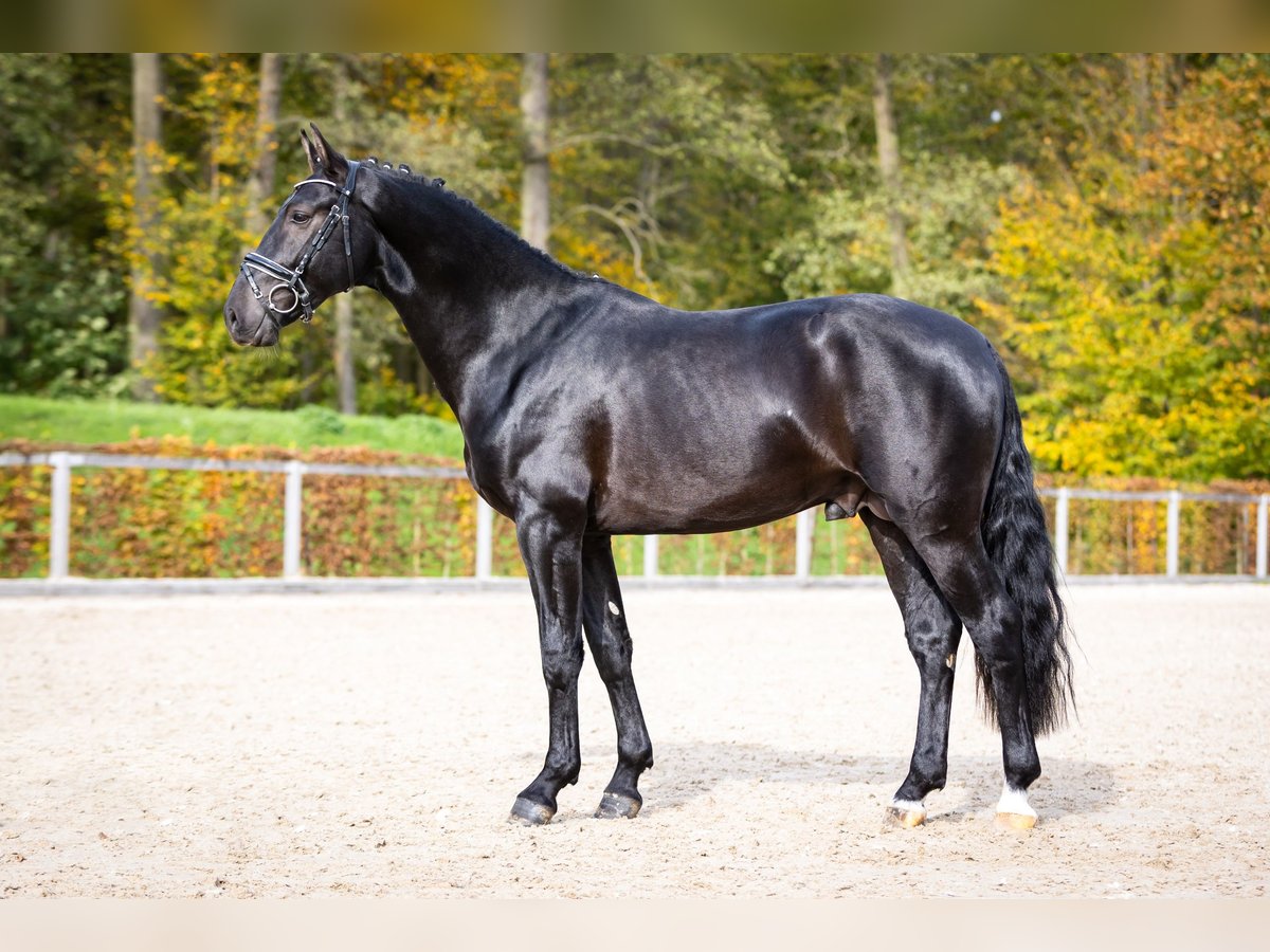 Warmblood pesado Semental 2 años Negro in Moritzburg