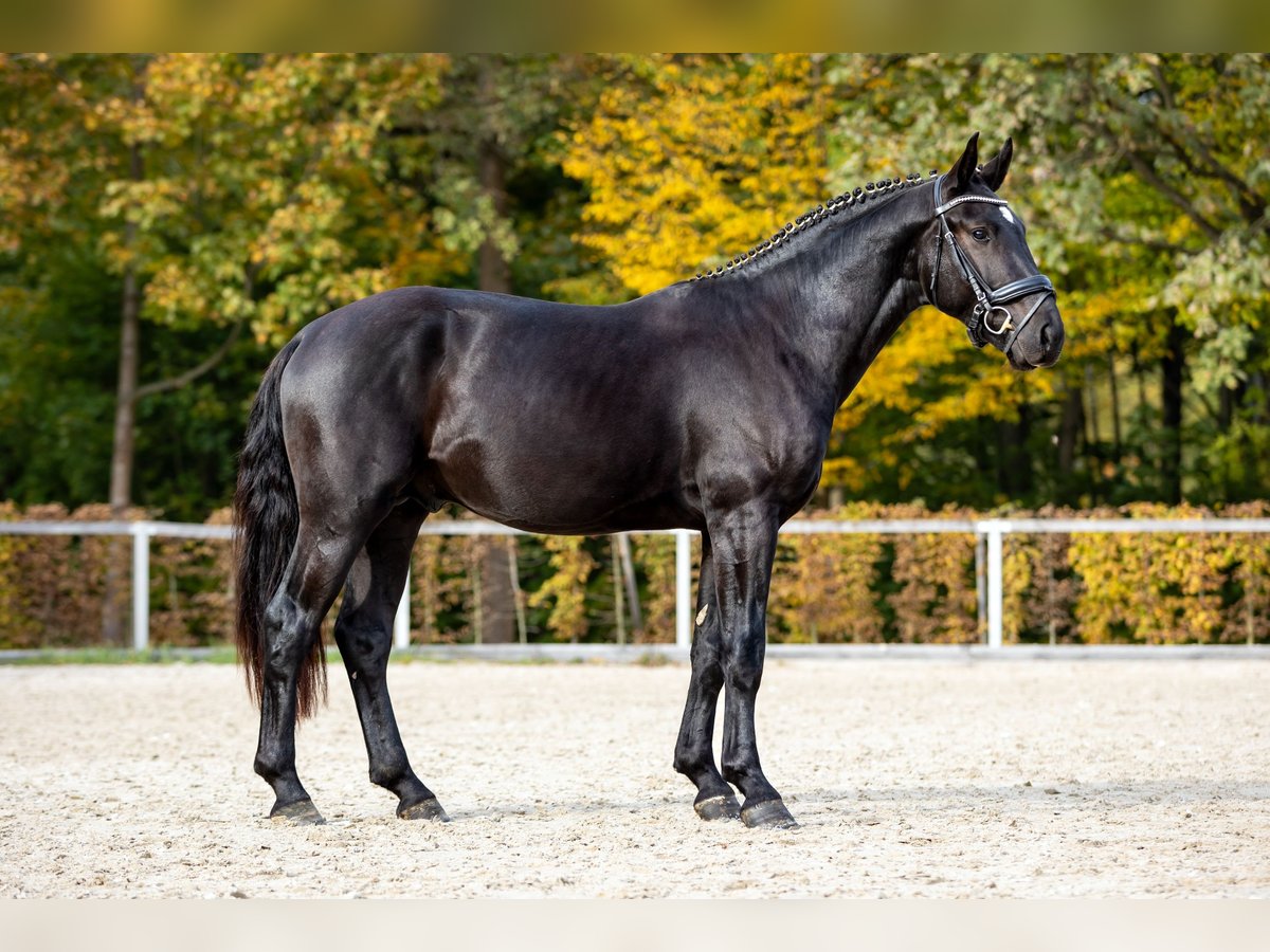 Warmblood pesado Semental 3 años Negro in Moritzburg