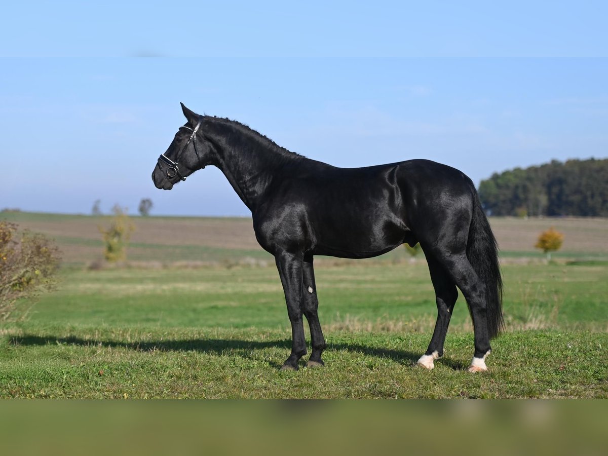 Warmblood pesado Semental 3 años Negro in Moritzburg