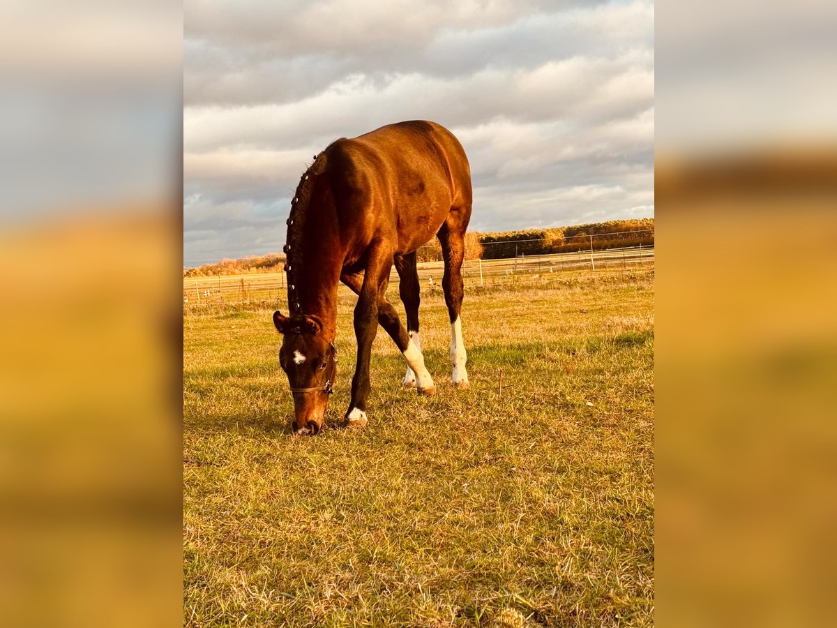 Warmblood pesado Semental Potro (06/2024) 160 cm Castaño in Groß Kreutz