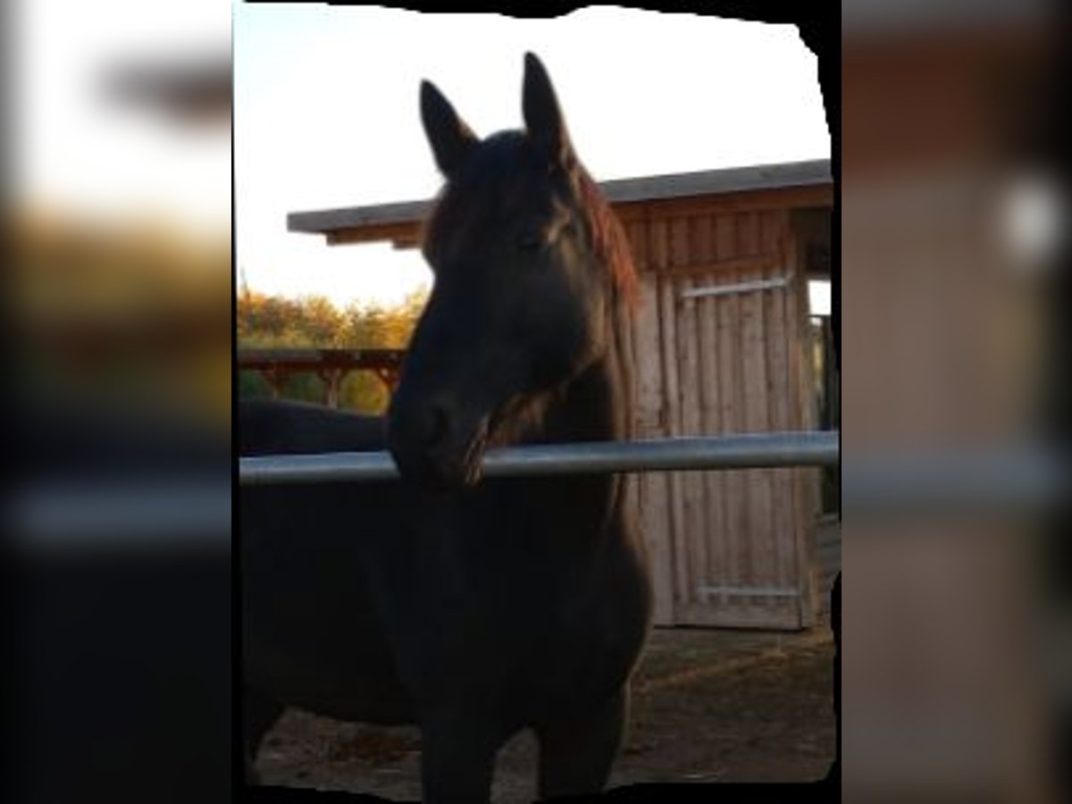 Warmblood pesado Yegua 15 años 167 cm Castaño oscuro in Zeitz-OT