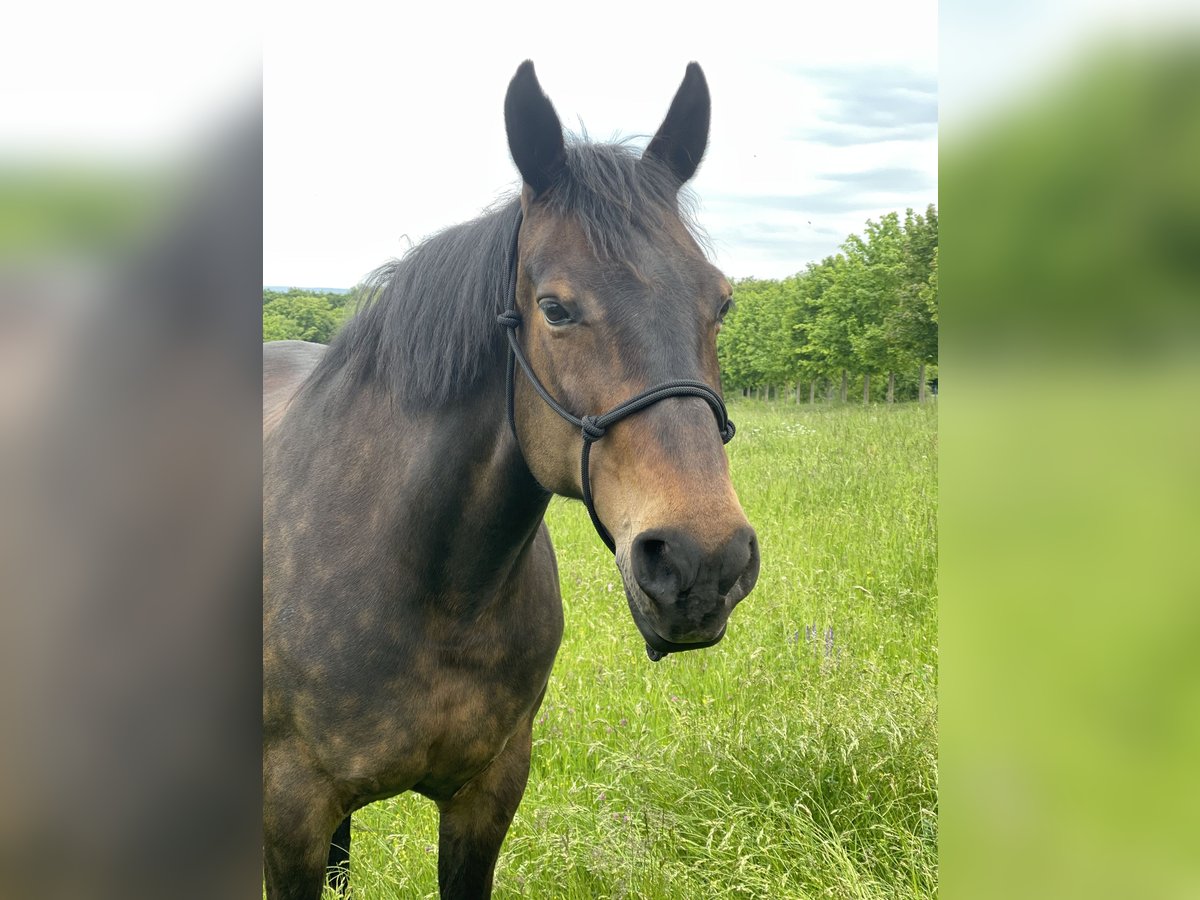 Warmblood pesado Yegua 16 años 165 cm Castaño oscuro in Sangerhausen